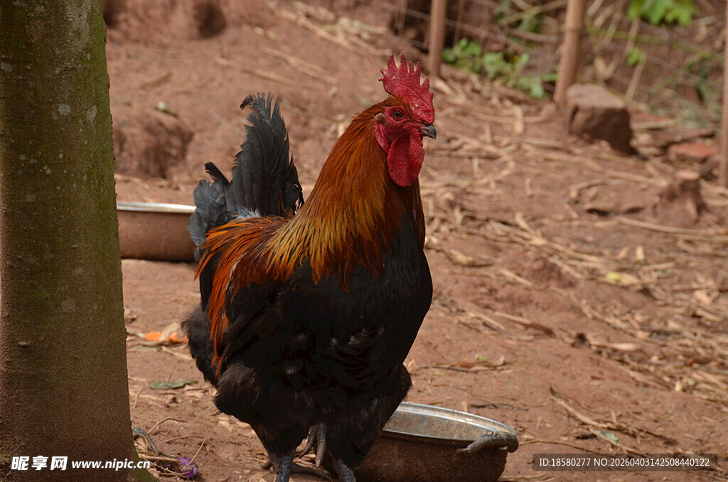 庭院中漫步的五彩公鸡
