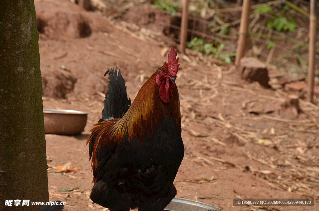 庭院中站立的美丽公鸡