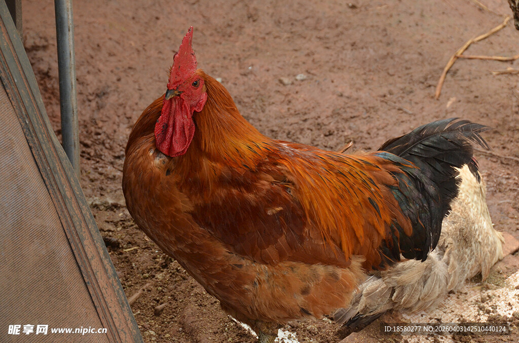 庭院中站立的漂亮公鸡