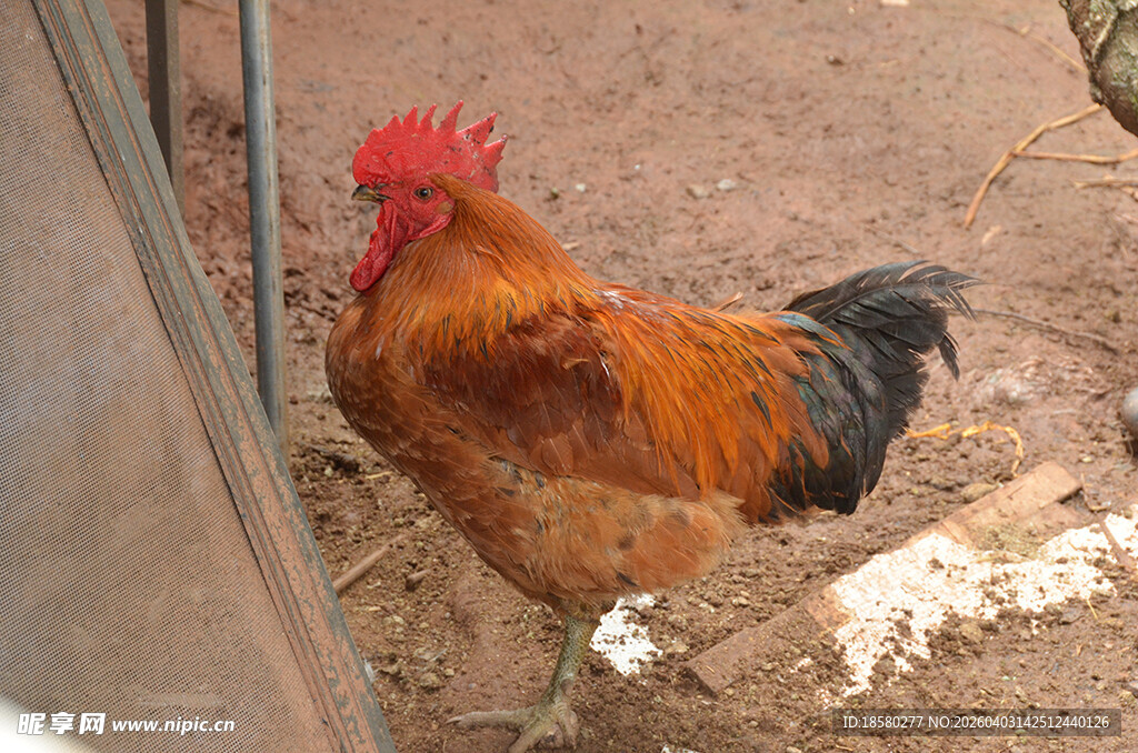 庭院中的红公鸡