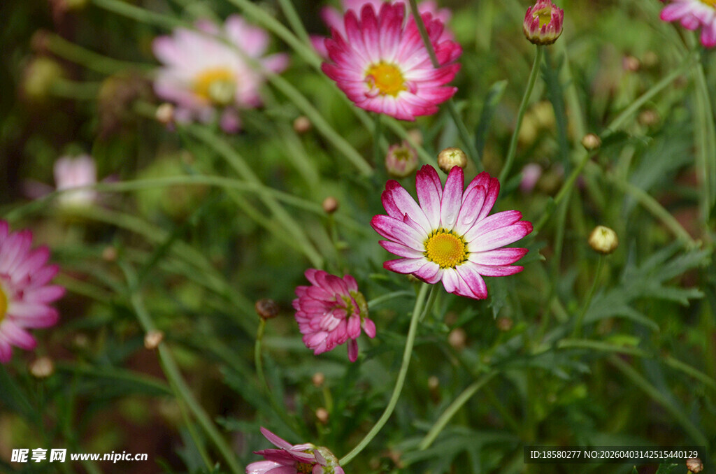 粉色玛格丽特雏菊绽放于绿野间