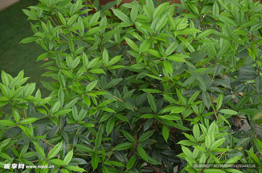 翠绿繁茂的绿植景观