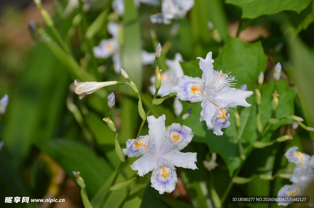 清新淡雅的白色鸢尾花小花绽放