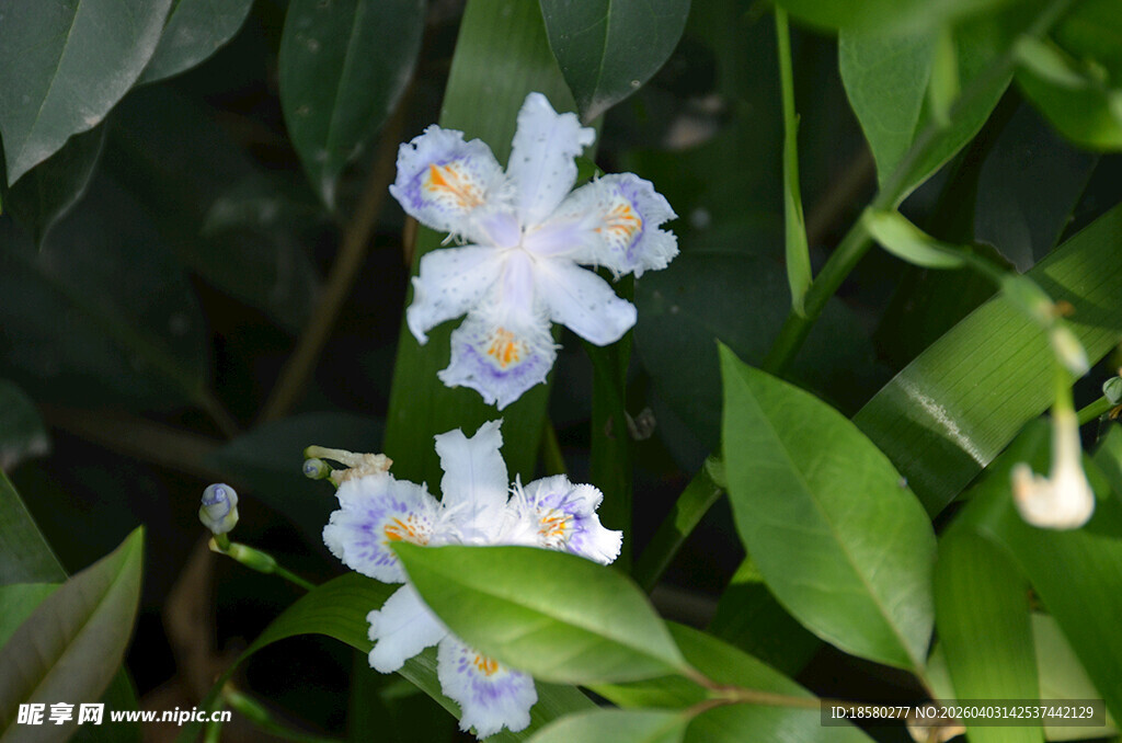鸢尾花蓝眼草绽放于绿叶间