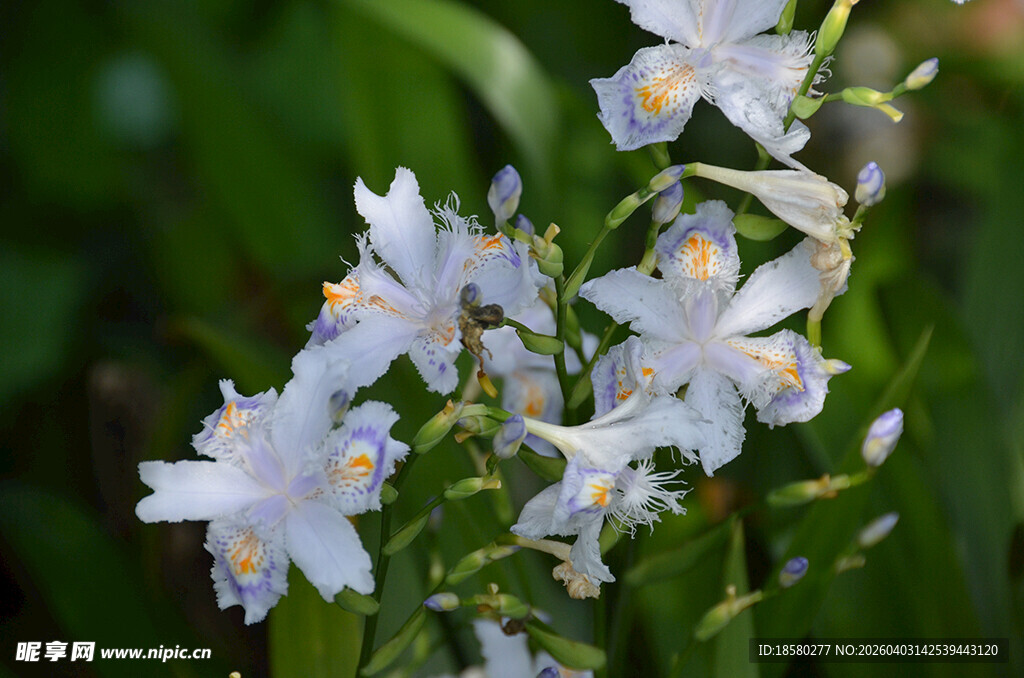 清新白色鸢尾花兰花绽放