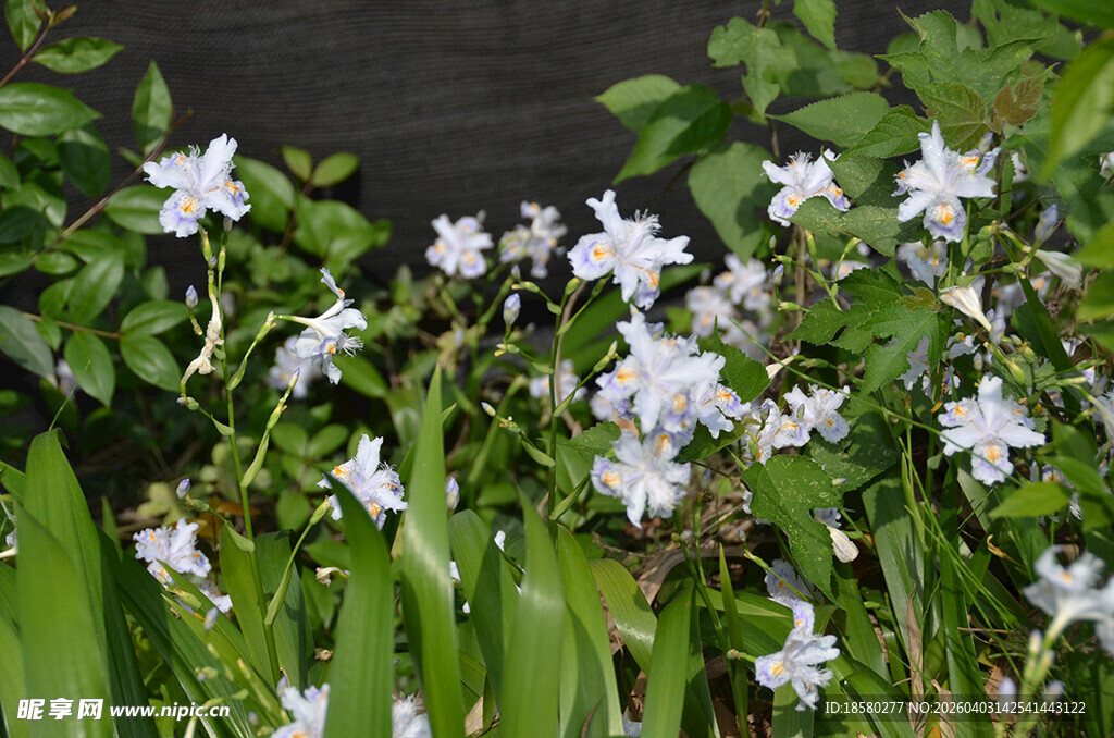 白色鸢尾花小花绽放于绿叶间