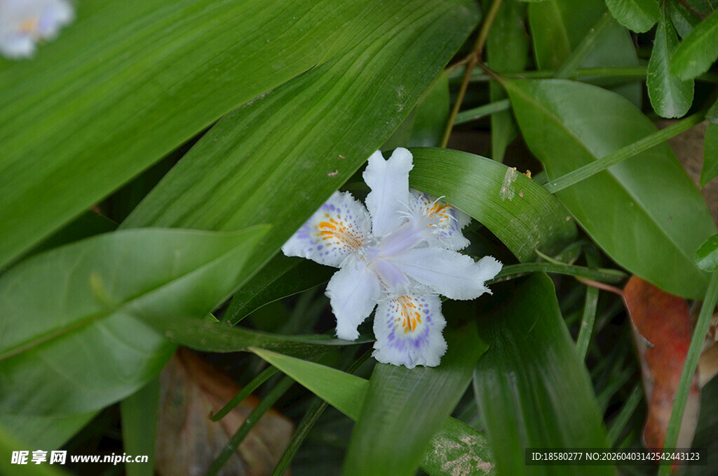 白色鸢尾花绽放绿叶间