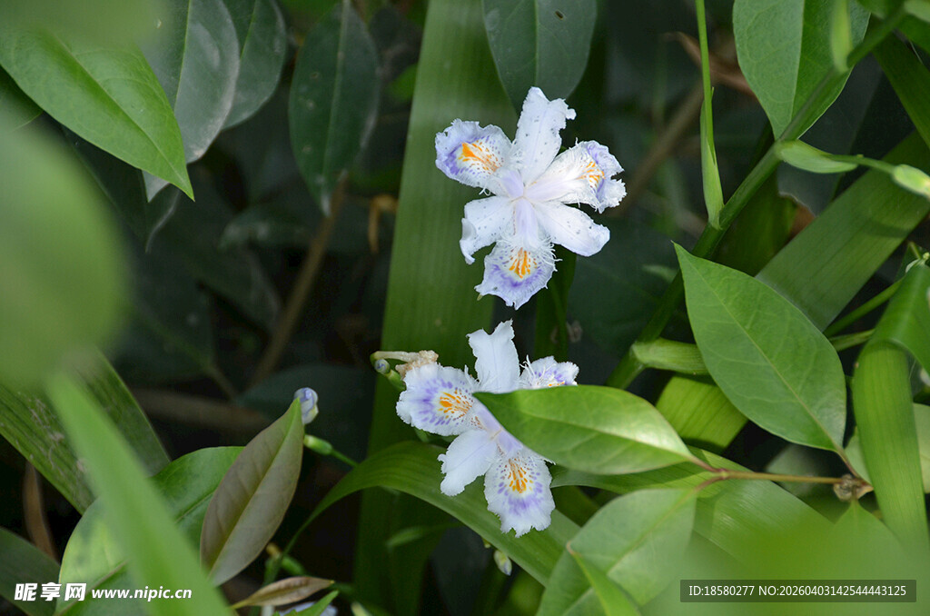 清新白色鸢尾花小花绽放绿叶间