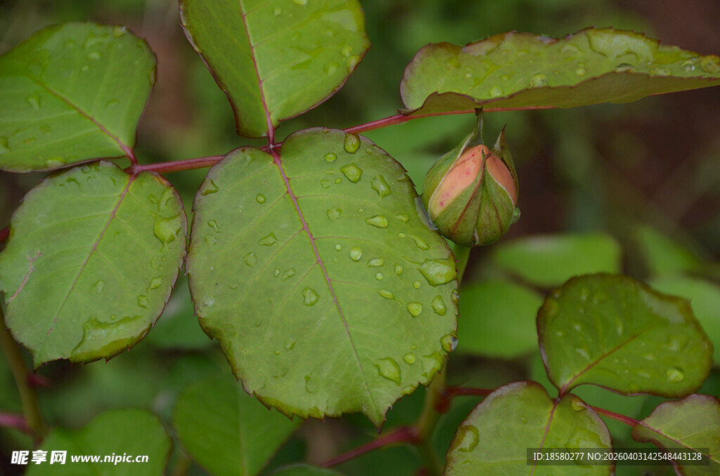 带露珠的嫩绿叶片与花苞