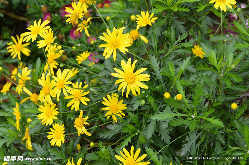 黄金菊 木春菊 茼蒿菊 