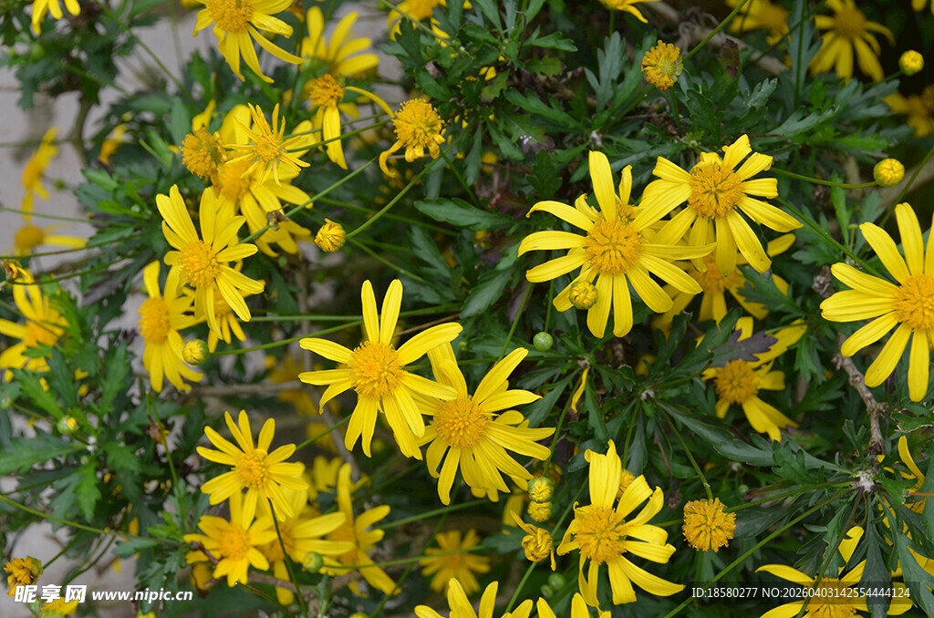 黄金菊 木春菊 茼蒿菊 