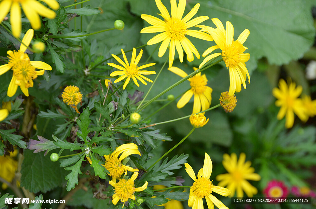 黄金菊 木春菊 茼蒿菊 