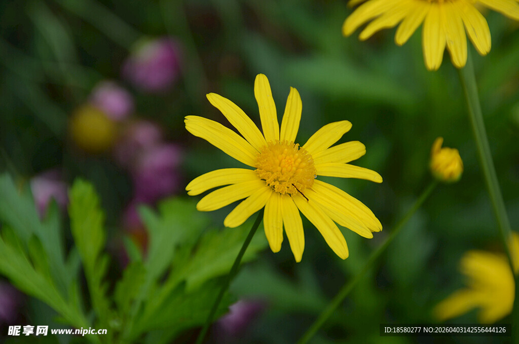 黄金菊 木春菊 茼蒿菊 