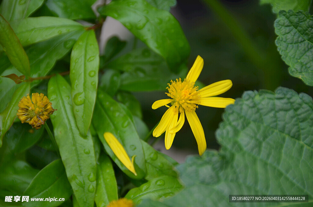 木春菊 茼蒿菊 黄金菊 