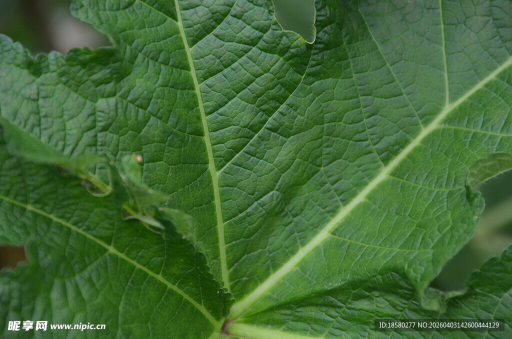  脉络清晰的绿色叶片