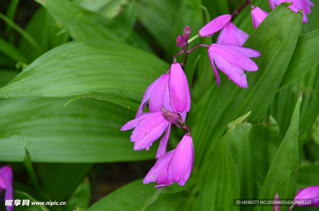 娇艳白芨花紫花绽放于绿叶间