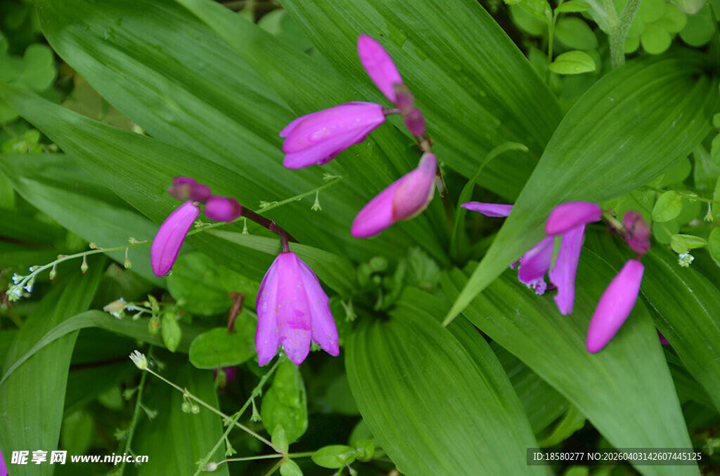 紫花白芨花绿叶相映成趣