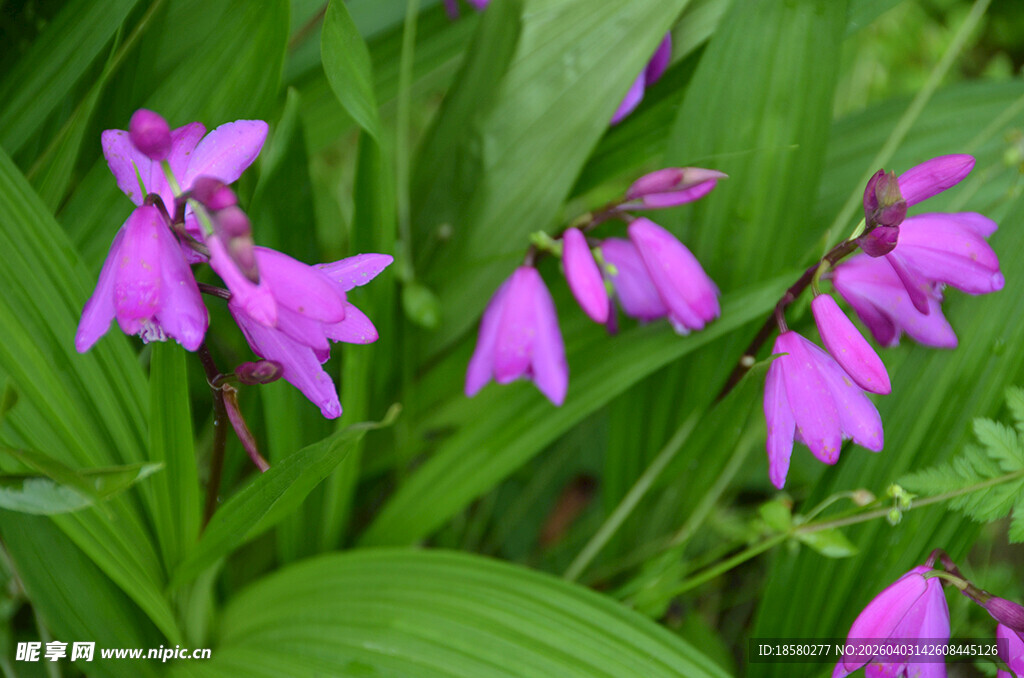 紫色白芨花兰花绽放于绿叶间