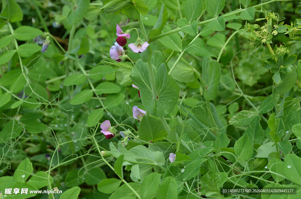 草丛中的紫色豌豆花小花