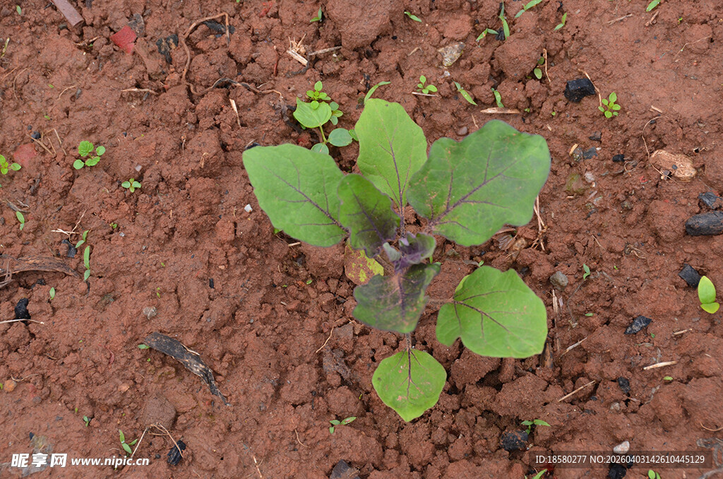 破土而出的茄子嫩绿幼苗
