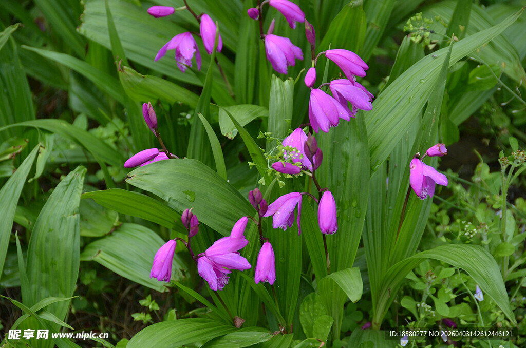 紫色白芨花野花绽放于绿叶间
