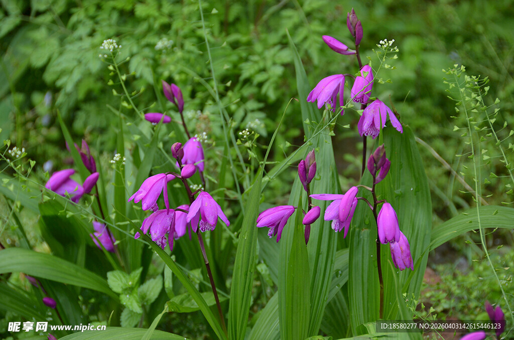 紫色绽放的美丽白芨野花