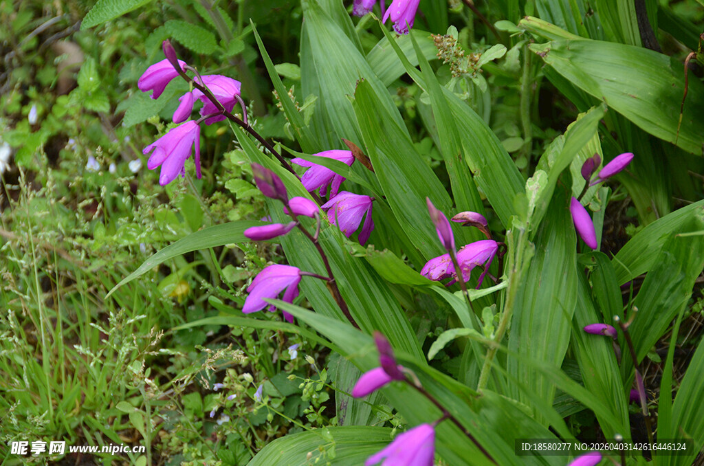 紫色白芨绽放于绿叶间