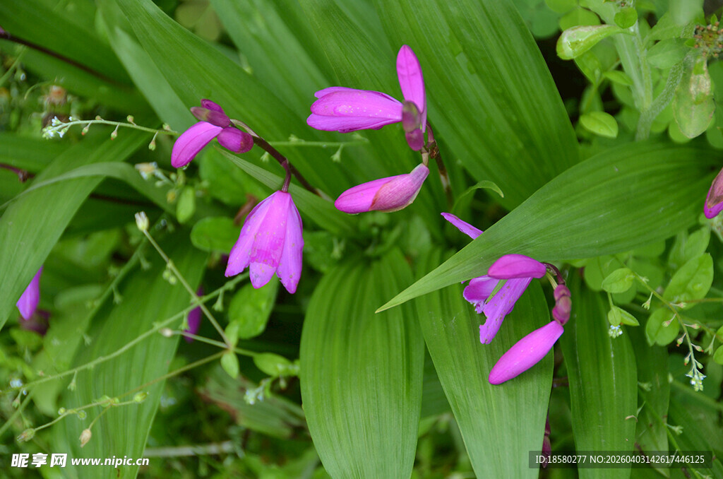 紫花绿叶的美丽兰科白芨花植物