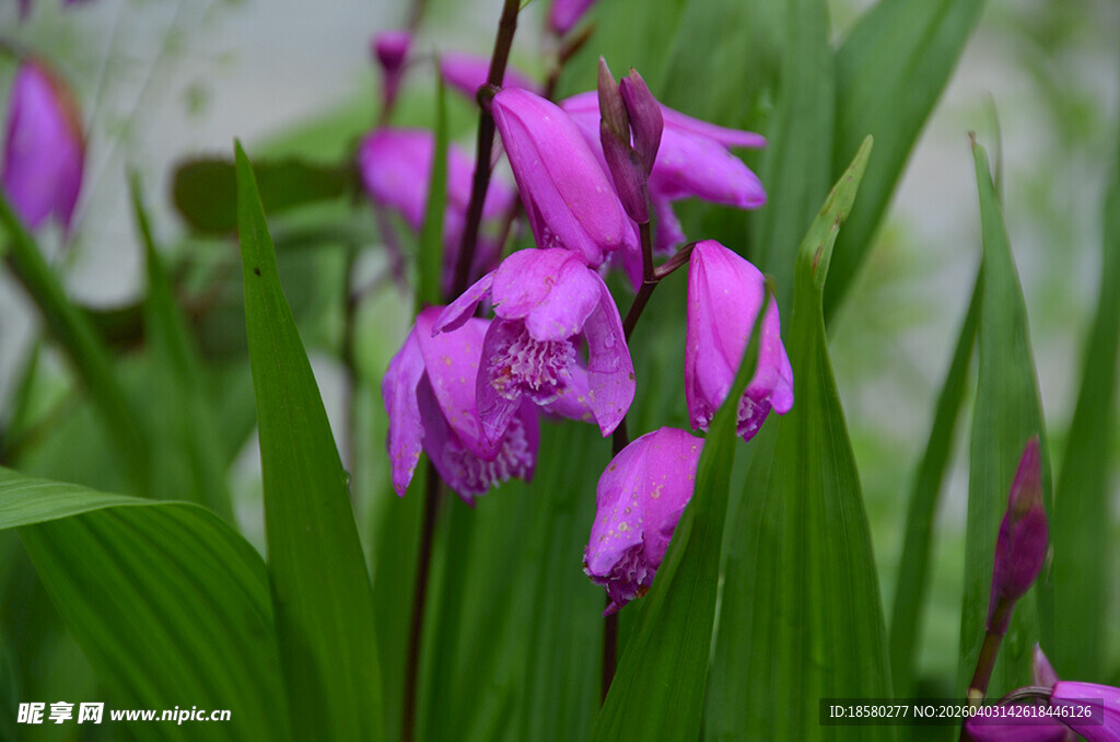 紫色艳丽白芨兰花绽放