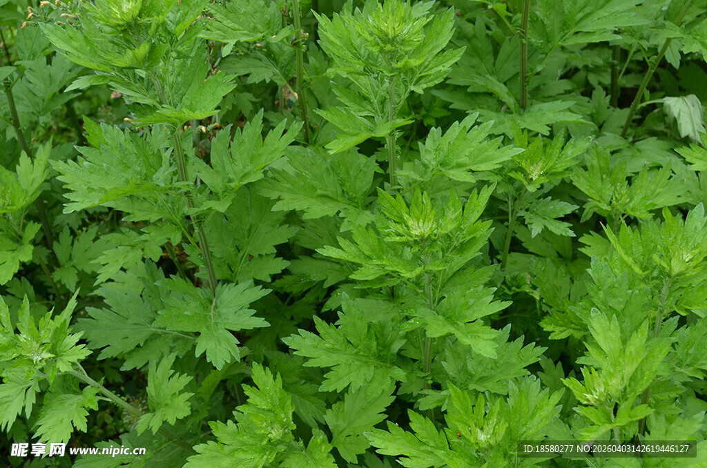 翠绿艾草植物特写