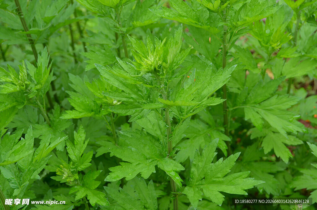 翠绿繁茂的艾叶艾草野生植物