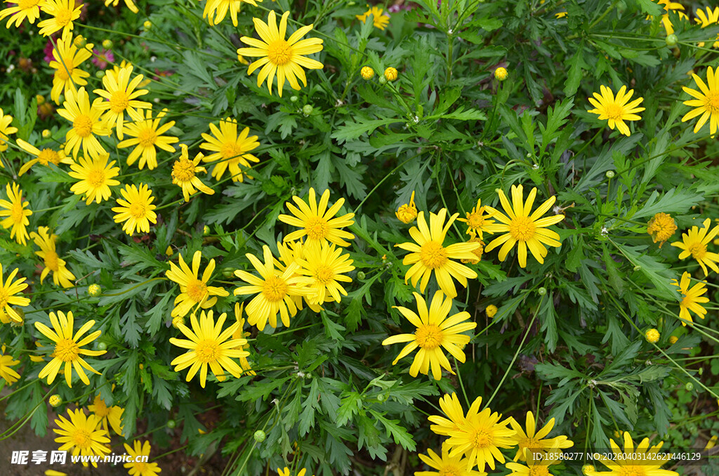 黄色小花绽放生机