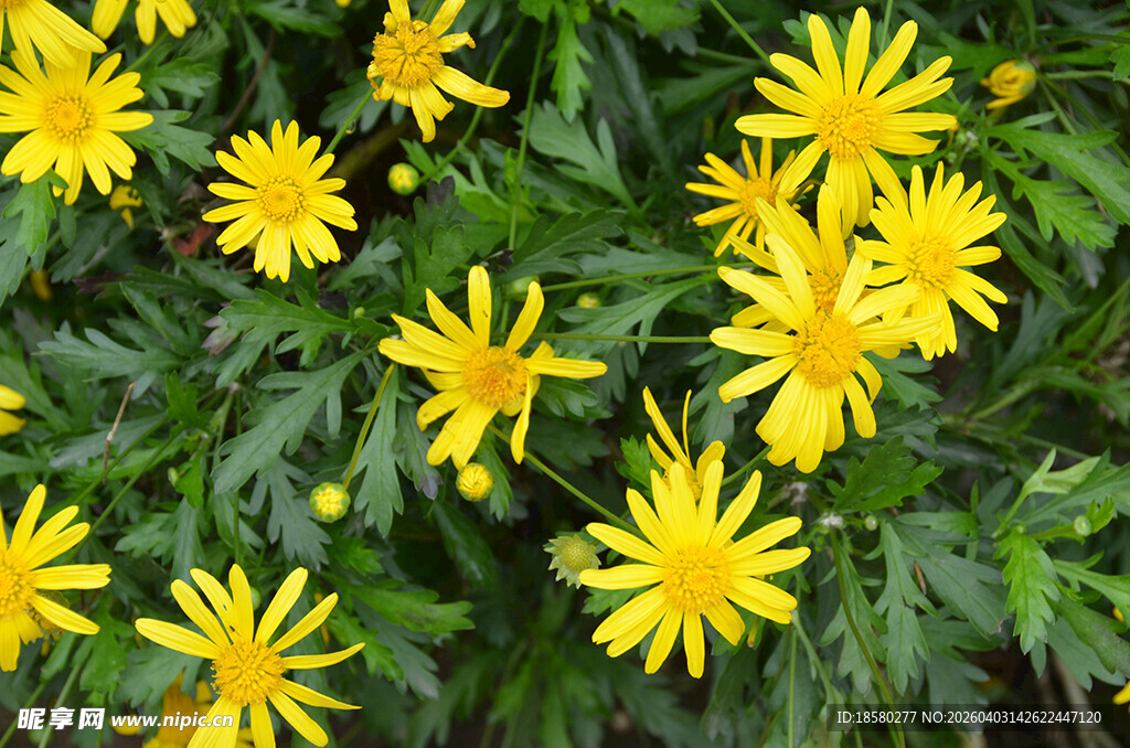 黄色小菊花绽放绿叶间