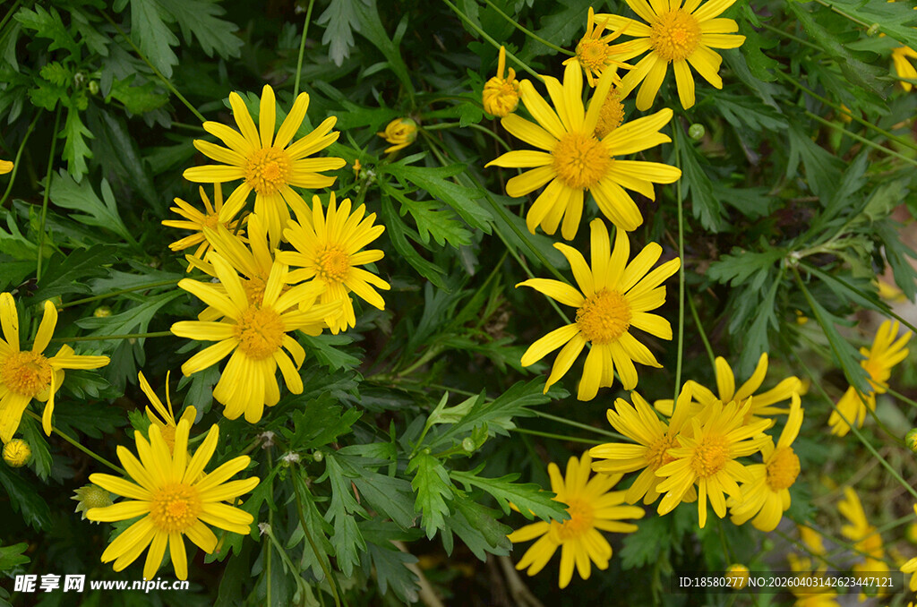 绽放的黄色小野花