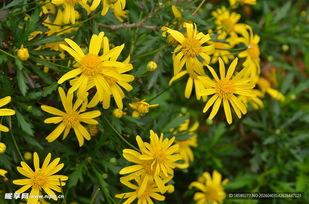 金黄灿烂小菊花绽放