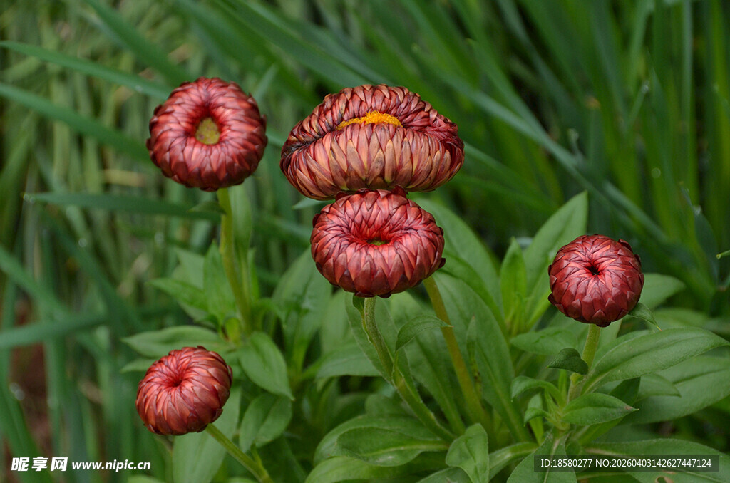 鲜艳麦秆菊百日菊绽放于草丛中