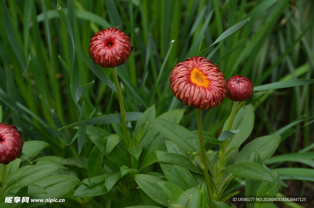 田野中的鲜艳麦秆菊