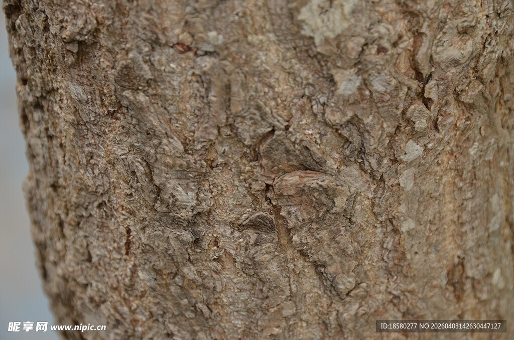 树皮纹理特写