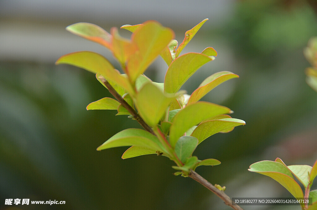 嫩绿新叶的植物特写