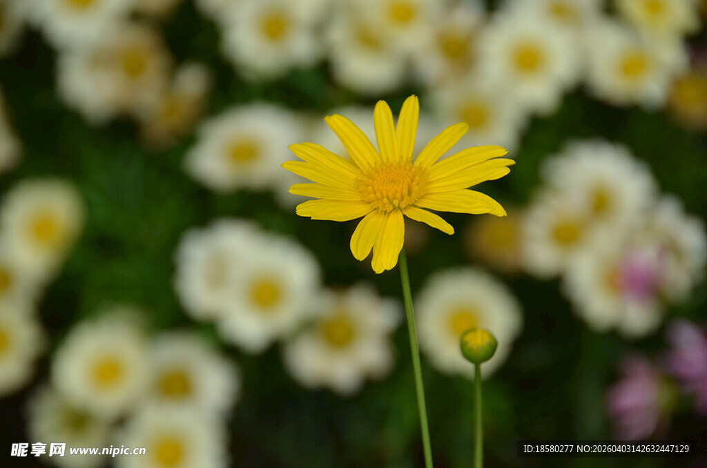 独枝黄花绽于百花丛中