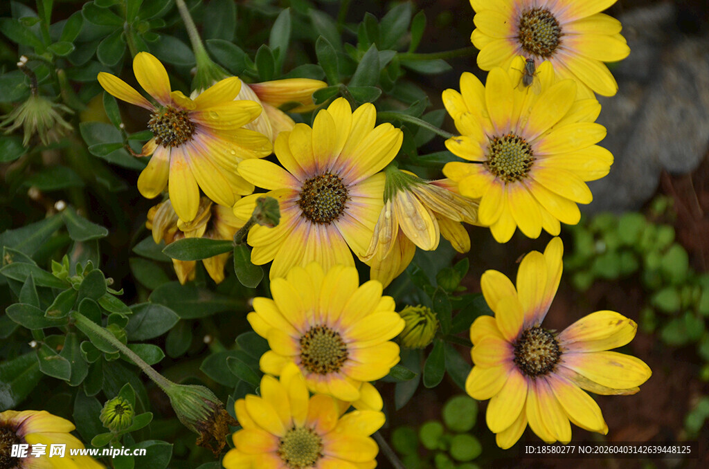 黄色蓝目菊 绽放于绿叶间