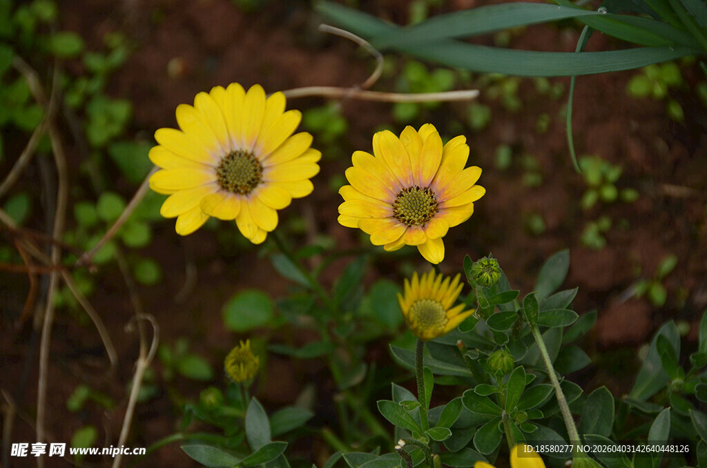 两朵绽放的黄色蓝目菊小花