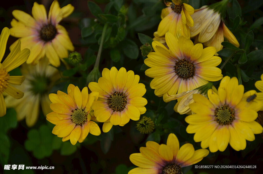 黄色雏菊绽放生机蓝目菊 