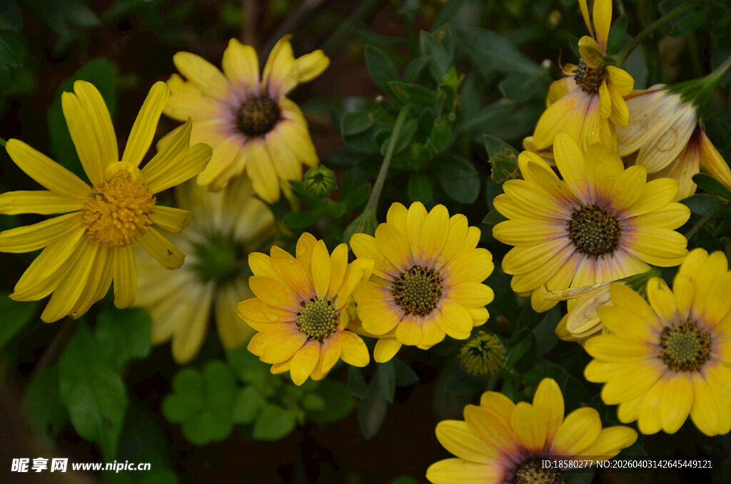 黄色雏菊绽放的蓝目菊 