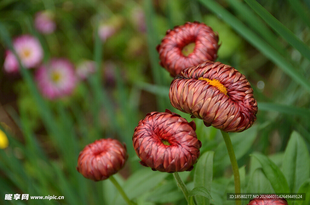 野外绽放的美丽红色麦秆菊花朵