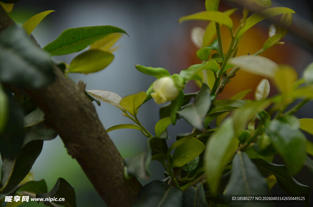 枝头绿叶间的待绽花蕾