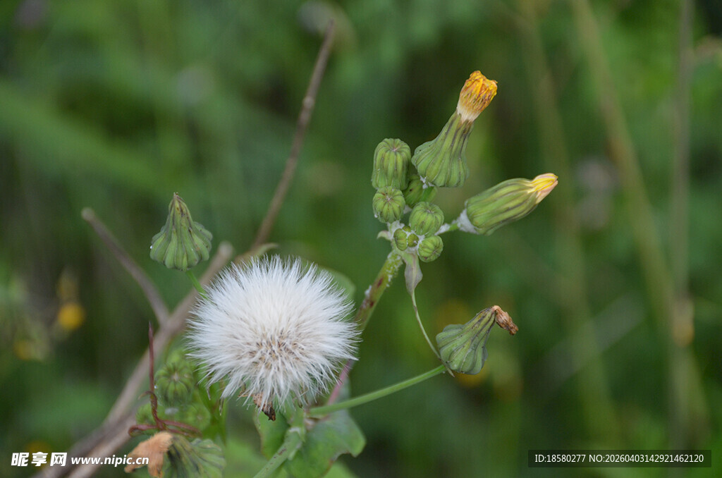 田野中的白色野茼蒿花蒲公英