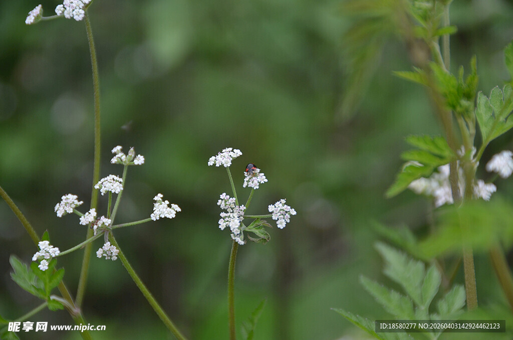 野外白色小花绽放