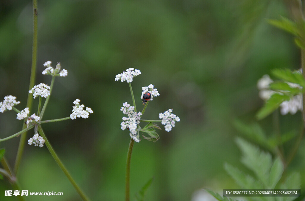 七星瓢虫在白花朵上