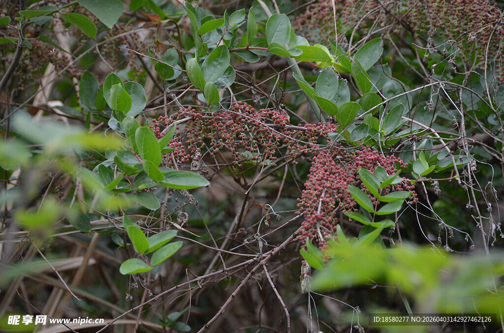 野生拐子树野生跌打王树 